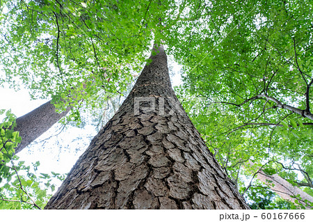 アカマツ (8月) アカマツ (8月) 60167666
