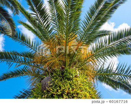 トックリヤシモドキ 60167716