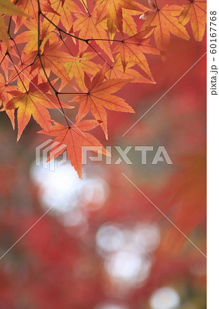 雨にぬれて色鮮やかなモミジ 雨にぬれて色鮮やかなモミジ 60167768