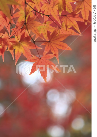 雨にぬれて色鮮やかなモミジ 雨にぬれて色鮮やかなモミジ 60167769