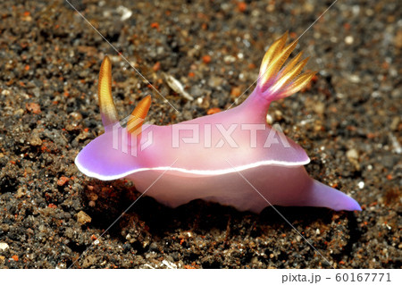 Nudibranch, Hypselodoris bullockii 60167771