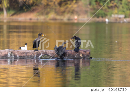double-crested cormorant 60168739