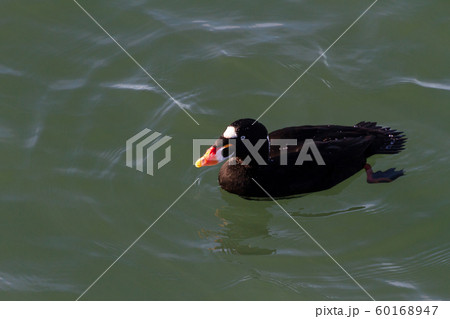 Surf Scoter 60168947
