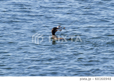 Double crested Cormorant 60168948