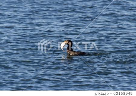 Double crested Cormorant 60168949