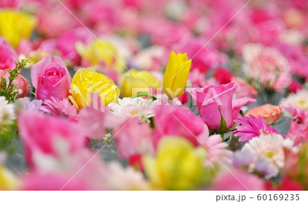 ピンクと黄色の花々 ピンクと黄色の花々 60169235