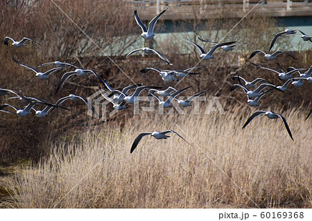 河原を飛ぶカモメの群れ 河原を飛ぶカモメの群れ 60169368