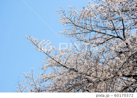 ソメイヨシノと空 ソメイヨシノと空 60170372