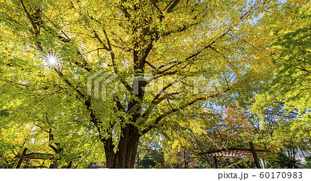 木漏れ日が輝く芝公園の並木道 木漏れ日が輝く芝公園の並木道 60170983