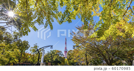 木漏れ日が輝く芝公園の並木道と東京タワー 60170985