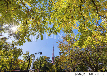 木漏れ日が輝く芝公園の並木道と東京タワー 60170987