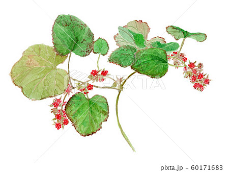 Rubus Buergeri フユイチゴのイラスト素材