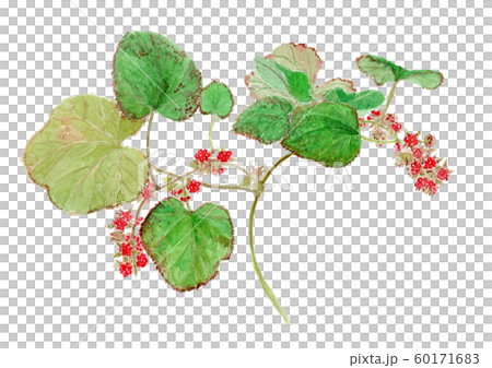 Rubus buergeri フユイチゴ Rubus buergeri フユイチゴ 60171683