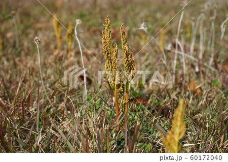 フユノハナワラビ 60172040