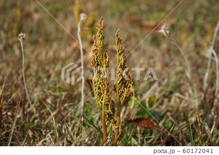 フユノハナワラビ 60172041