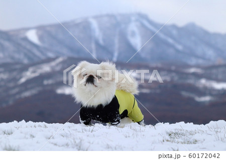 雪上で立ち止まる白いペキニーズ 60172042