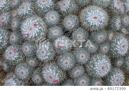 サボテン 60172300