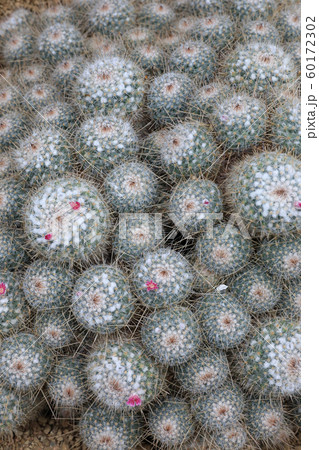 サボテン 60172302