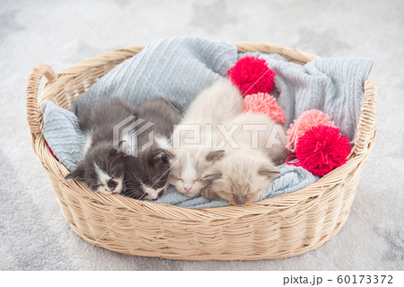 Group of four little persian kitten sleeping in basket Group of four little persian kitten sleeping in basket 60173372