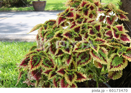 Red and green leaves of the coleus plant, Red and green leaves of the coleus plant, 60173470