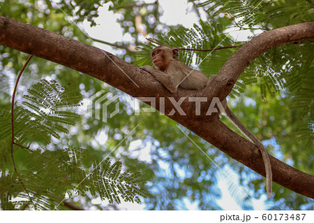 monkey smile sitting On the tree stump looking monkey smile sitting On the tree stump looking 60173487