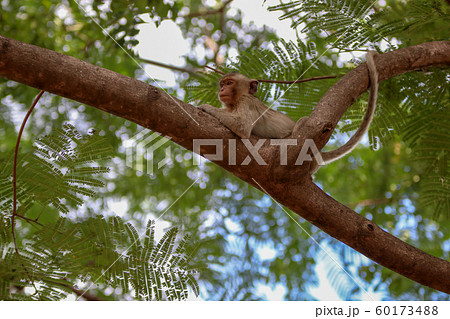monkey smile sitting On the tree stump looking monkey smile sitting On the tree stump looking 60173488