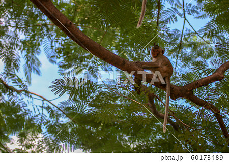 monkey smile sitting On the tree stump looking monkey smile sitting On the tree stump looking 60173489