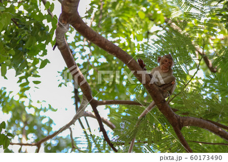 monkey smile sitting On the tree stump looking monkey smile sitting On the tree stump looking 60173490