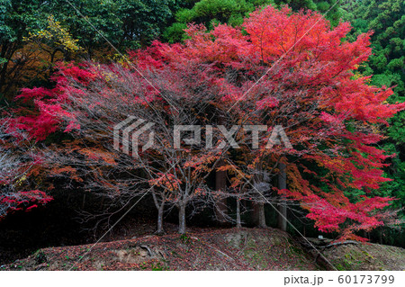 藤江氏魚楽園 60173799