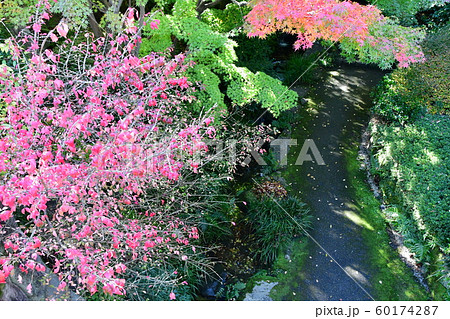 秋の丈山苑　詩泉閣 60174287