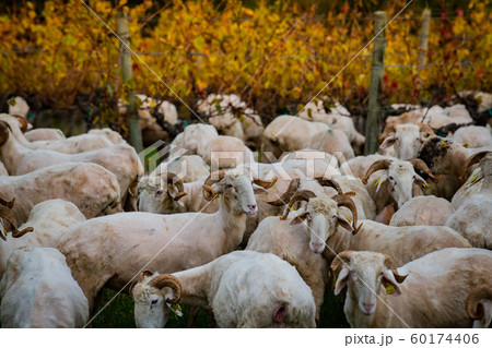 Sustainable development, Flock of sheep grazing grass in Bordeaux Vineyard 60174406
