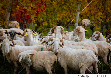 Sustainable development, Flock of sheep grazing grass in Bordeaux Vineyard 60174410