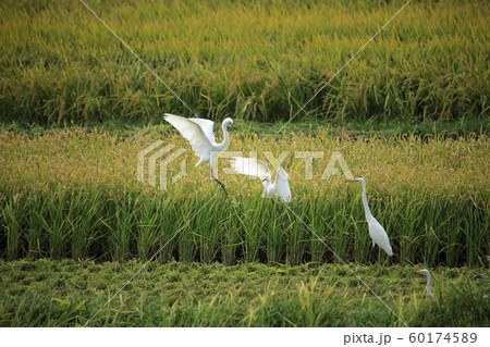 白鷺のバトル、餌場争い11 60174589