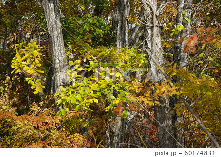 秋の思惟大橋付近はどんぐりが豊作 60174831