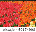 オタワのチューリップ祭りにて_1 60174908