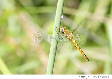 ウスバキトンボ ウスバキトンボ 60175091