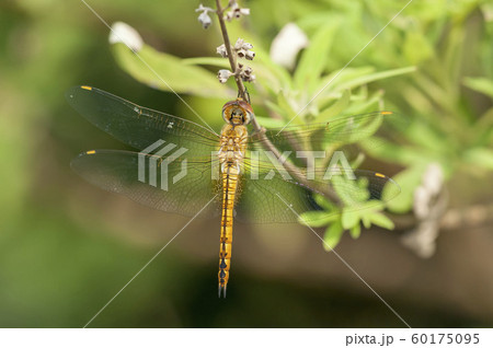 ウスバキトンボ ウスバキトンボ 60175095