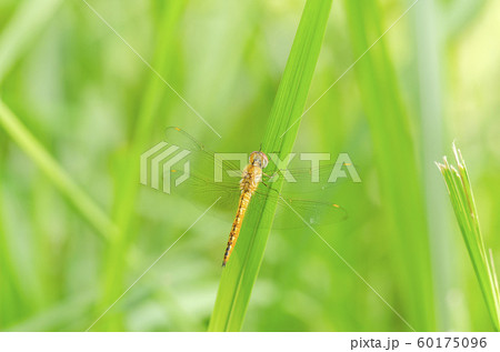 ウスバキトンボ ウスバキトンボ 60175096