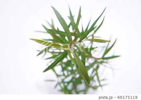 レモンティーツリー 60175119