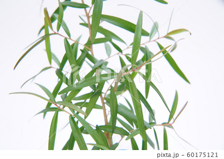 レモンティーツリー 60175121