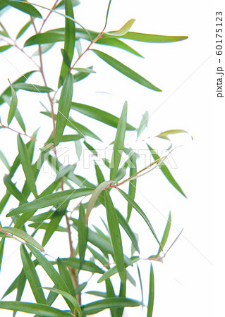 レモンティーツリー 60175123