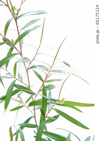 レモンティーツリー 60175124