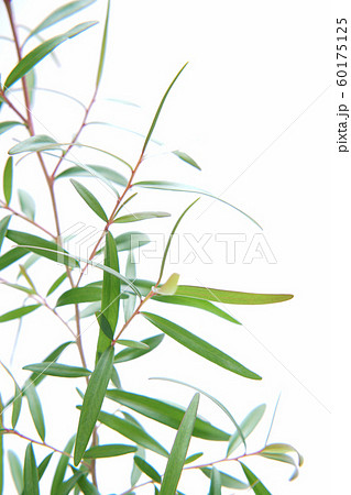 レモンティーツリー 60175125