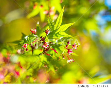 イロハモミジの若葉と花 60175154