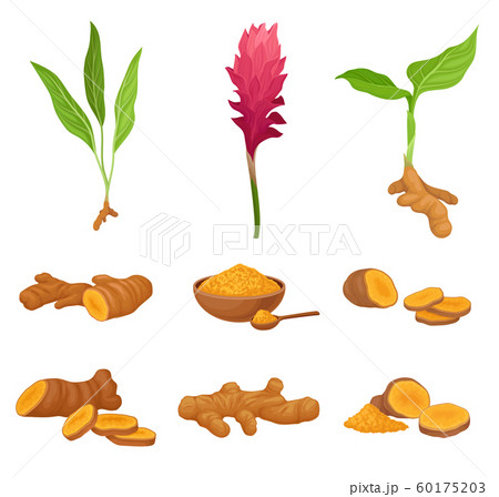 Set With Different Parts Of Curcuma Plant Vector Illustration Set With Different Parts Of Curcuma Plant Vector Illustration 60175203