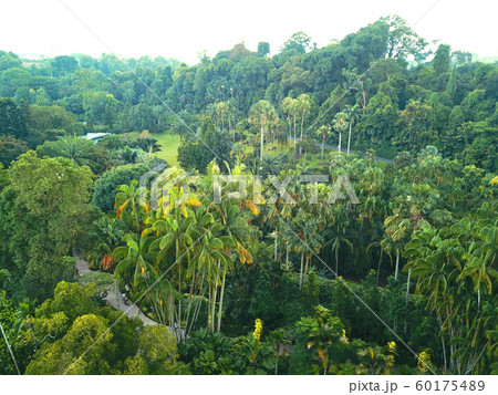 ボタニック・ガーデンの上空から ボタニック・ガーデンの上空から 60175489