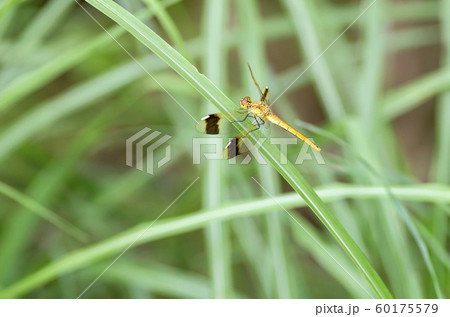 ミヤマアカネ 60175579