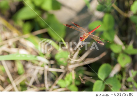 ミヤマアカネ 60175580