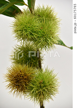 栗のイガ 60175765