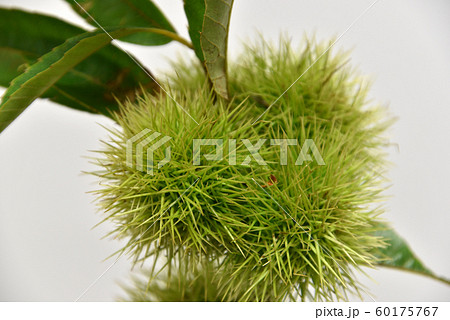 栗のイガ 60175767